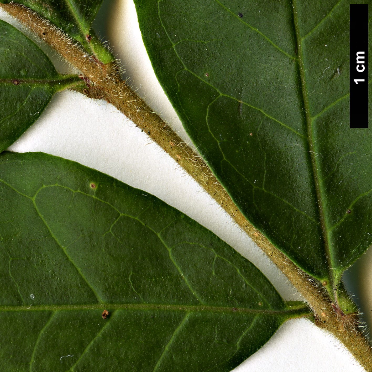 High resolution image: Family: Oleaceae - Genus: Ligustrum - Taxon: foliosum 